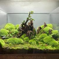 十个苔藓微景观九个发霉毁在手欠：避开这5个作死操作，玻璃瓶三年不长毛