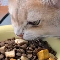肠胃脆弱还挑食？希喂这款猫粮真的能做到让玻璃胃猫咪长肉吗