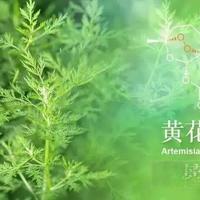 青蒿提取物是抗炎天花板还是概念营销？油敏肌真实测评+数据解读