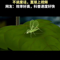 昆虫没有声带，怎么发出声音