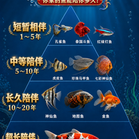 从1年到30年以上,常见观赏鱼寿命差别有多大?