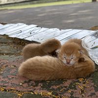 捡到没睁眼的小奶猫，先别急着喂奶：观察1小时、判断3件事，再决定带回家