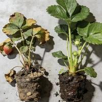 草莓老苗产量崩盘?换盆复壮记住这3个时间点、4步操作,别再踩坑了