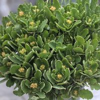 长寿花进入花芽分化窗口:一边说不遮光冬天一朵不开,一边说从不遮照样爆花——先看盆摆在哪,再决定要不要“关灯”