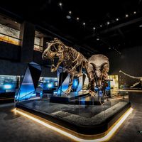 南宁适合带孩子去的博物馆怎么选?化石、恐龙到古生物科普看差异