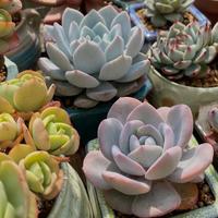 立秋≠该浇水！多肉老手都在避的3个坑，新手第一个就踩