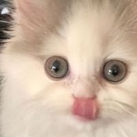 猫粮推荐品牌大盘点：2026年8月高口碑优质猫粮品牌测评