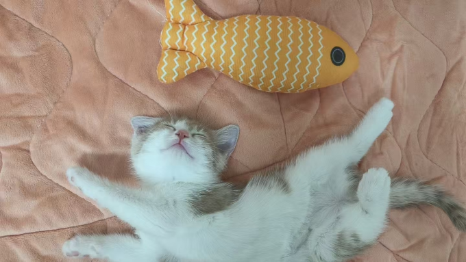 猫咪