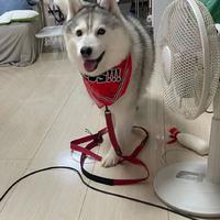 零食失灵不是正向训练的错：给“反应犬”花钱报班前，先算清这笔账