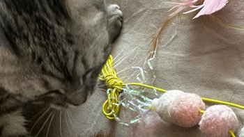 亚宠展开幕，32万㎡、上万款新品，宠物玩具到底哪些值得买？