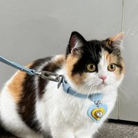 起司猫不是橘猫，三花不是品种：你喊的"品种"，一半其实是毛色
