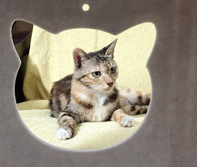 挖到宝！值得买猫窝试用，猫主子爱惨了
