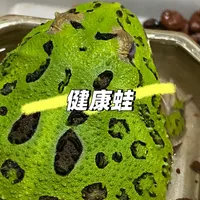 角蛙三天没吃就想强喂？盛夏角蛙急救判断手册，看完这篇再动手