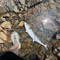 早口爆连、一早也被切8个铁板：8月岸钓鲅鱼季来了，出发前先对潮汐、再算饵账