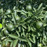茶圈3大网红茶避坑指南！碎银子、小青柑、陈皮白茶到底能不能买