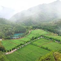 花大价钱买的“重药香老白茶”,可能是受潮垃圾!教你识别真陈香