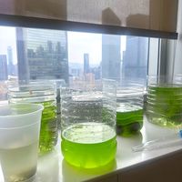 鱼缸绿水一夜变清？一条毛巾就够了，但买UV杀菌灯前一定要问这三件事
