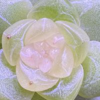 多肉入盆季前的避坑账：9块9的大水桩，为什么可能比贵几倍的状态苗还贵