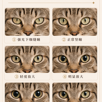 猫咪瞳孔观察图鉴|眼睛变圆就是害怕吗?