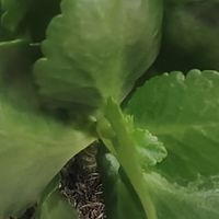 我家长寿花年年爆花，全靠秋天这几招，分享给大家！