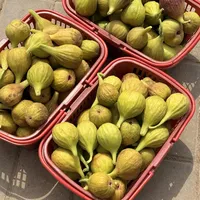 网购无花果动辄二三十元一斤，采摘园只收10元：这种“不耐运”的水果，现摘才是最优解