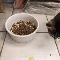 性价比封神✅十拼冻干猫粮挑食猫闭眼狂炫！