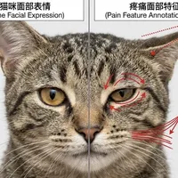 100只猫拍片，74只关节有问题，主人只发现1只：猫的忍痛信号到底怎么读