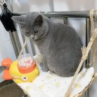 十几块买卷绳，就能给猫搓出抓家具：剑麻、黄麻、牛皮纸绳的区别、成本和坑都在这