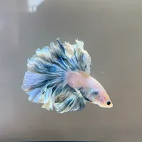 斗鱼到底要不要过滤？翻遍全网几百个真实案例，两派说的都没谎