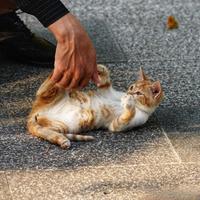 流浪猫救助5大致命误区：好心真的会害死它