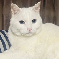 「打一针让猫活30岁」刷屏：药是真的，但现在买不到——长寿猫真正的共性，是这几件不花钱的小事