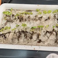 组培苗把彩叶芋打到十几块十棵，但8月下旬别急着下单：先算清这笔过冬账再决定买不买