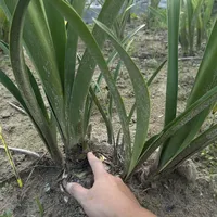 你的朱顶红8月突然冒花剑？别急着剪，也别急着高兴，先回答3个问题再决定