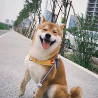 柴犬咬人别急着教训：先排查这3个被忽视的原因，对症处理才有效