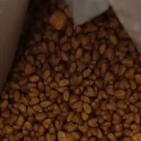 猫咪的夏日“食”光：凯锐思猫粮深度体验