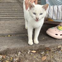 只喂了一次就天天在路口等，谁说猫猫不记人开着。