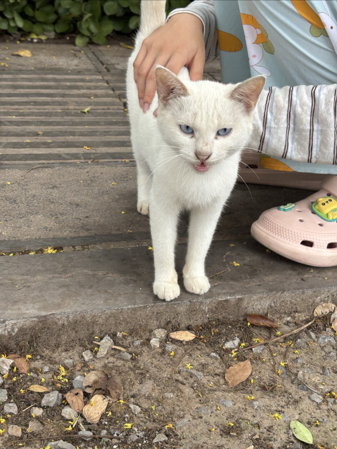 蓝氏猫咪湿粮/罐头