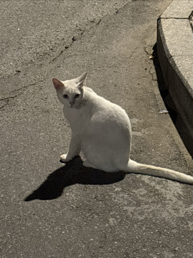 蓝氏猫咪湿粮/罐头