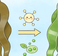 海带焯水后变翠绿，是什么物质发生了改变？