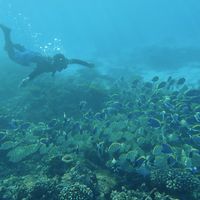 浮潜才是潜水里最要命的玩法：马代惊魂帖7.9万赞，科莫多刚封了海