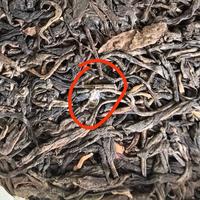 家里存的大益，八月最危险：霉、金花、白霜，一次分清
