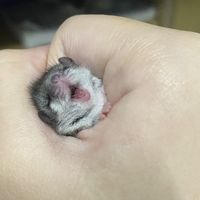 睡鼠视频8月刷屏，第一批冲动下单的已经开始免费送：这5句销售话术，下单前逐条对着真相验一遍