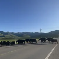 撞一只羊赔1500，撞一头牛开口要5万：对完20多起西部牧区自驾事故实录和保险赔付规则，这份成本账卡请收好