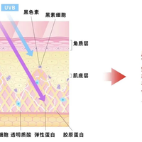 抗老的钱花反了：8月先堵上“防御账”的漏洞，再谈升级精华