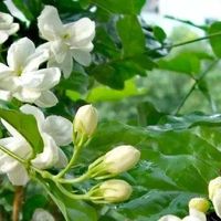 茉莉黄叶别急着浇硫酸亚铁：先看盆土干湿，再看黄叶位置，看错了越救越糟