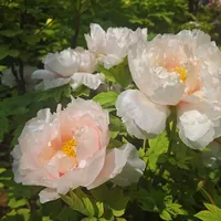 牡丹裸根苗预售窗口开了：一年就流通这一季，看完4种假苗套路和价格底线，先查地区再下单