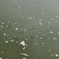 很多鱼不是热死的，是凌晨憋死的：鱼缸水温30℃，今晚就能做的三件事