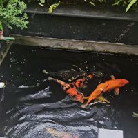 高温天鱼抢食更凶，反而不是好信号：翻遍两派的喂食帖和评论区，标准不在鱼嘴，在水里的氧
