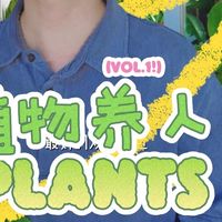 花箱配置、彩叶芋选品 | 绿植造景8.21日报