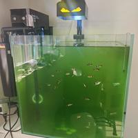 工具虾治不了绿水，杀菌灯治不了挂藻：缸里爆藻后，多数人的第一笔钱都白花了